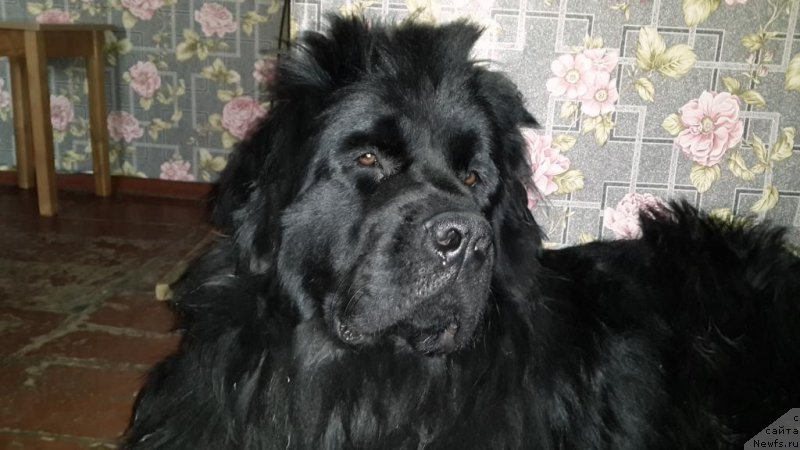 Фото: ньюфаундленд Chernaya Mafia Zip Around (Черная Мафия Зип Ароунд)