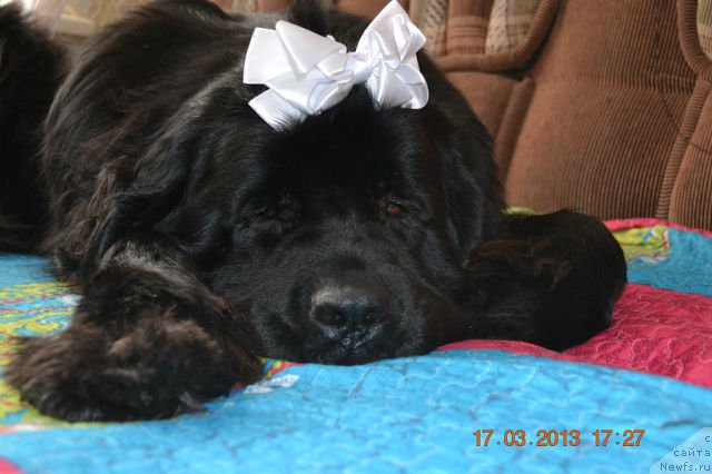 Фото: ньюфаундленд Akvatoriya Kelvin Koroleva Margo (Акватория Келвин Королева Марго)