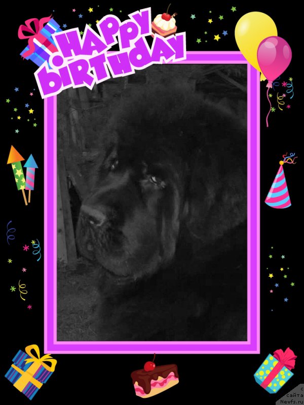 Фото: ньюфаундленд Smigar Galaxsy Shall Win (Смигар Галакси Шелл Вин)