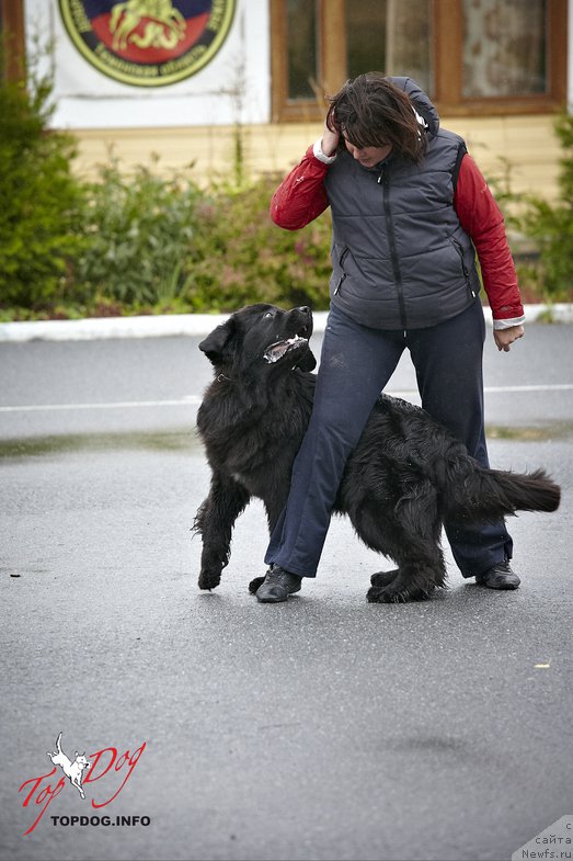 Фото: ньюфаундленд Akvatoriya Kelvin Tim Spirit (Акватория Келвин Тим Спирит), Irina Nazarova (Ирина Назарова)