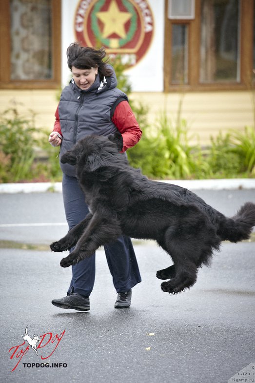 Фото: ньюфаундленд Akvatoriya Kelvin Tim Spirit (Акватория Келвин Тим Спирит), Irina Nazarova (Ирина Назарова)