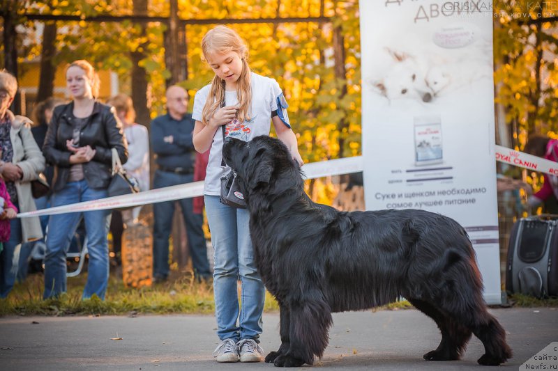 Фото: ньюфаундленд Donats Prayd Byet Midler (Донатс Прайд Бэт Мидлер)