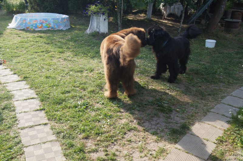 Фото: ньюфаундленд Chernyi Sharm Angel'skaya Krasota (Черный Шарм Ангельская Красота), ньюфаундленд Beguschaya po Volnam Foget Mi Not (Бегущая по Волнам Фогет Ми Нот)