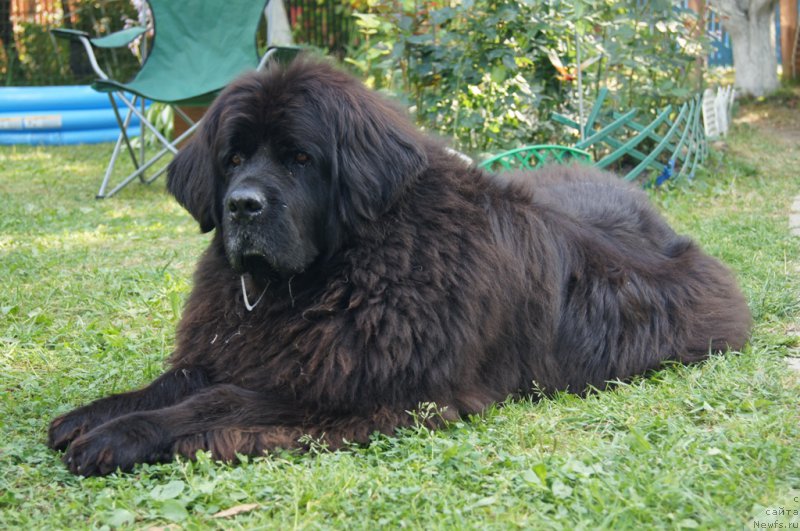 Фото: ньюфаундленд CHansi iz Zolotogo Treugol'nika (Чанси из Золотого Треугольника)