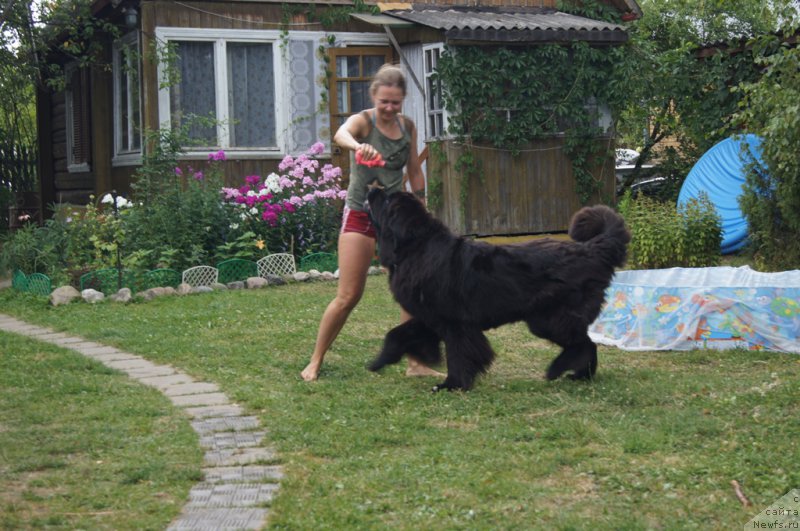 Фото: Tat'yana Rozanova (Татьяна Розанова), ньюфаундленд Sent Djons Lesnaya Feya (Сент Джонс Лесная Фея)