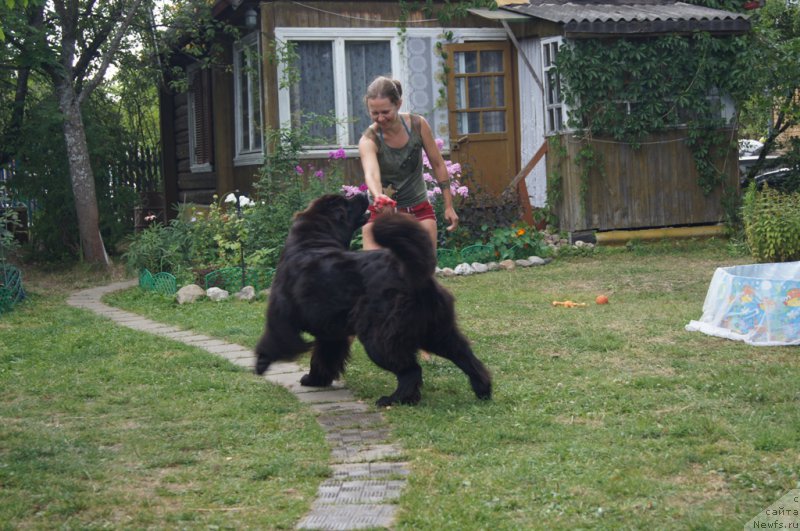 Фото: ньюфаундленд Sent Djons Lesnaya Feya (Сент Джонс Лесная Фея), Tat'yana Rozanova (Татьяна Розанова)