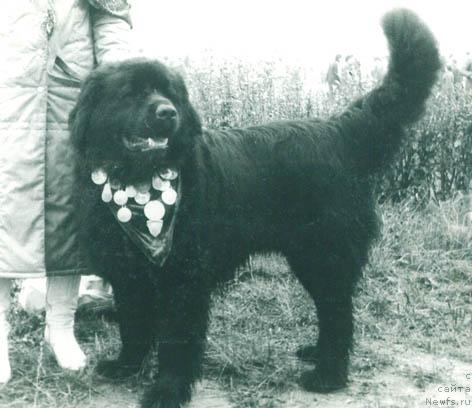 Фото: ньюфаундленд Neron Rayri (Нерон Райри)