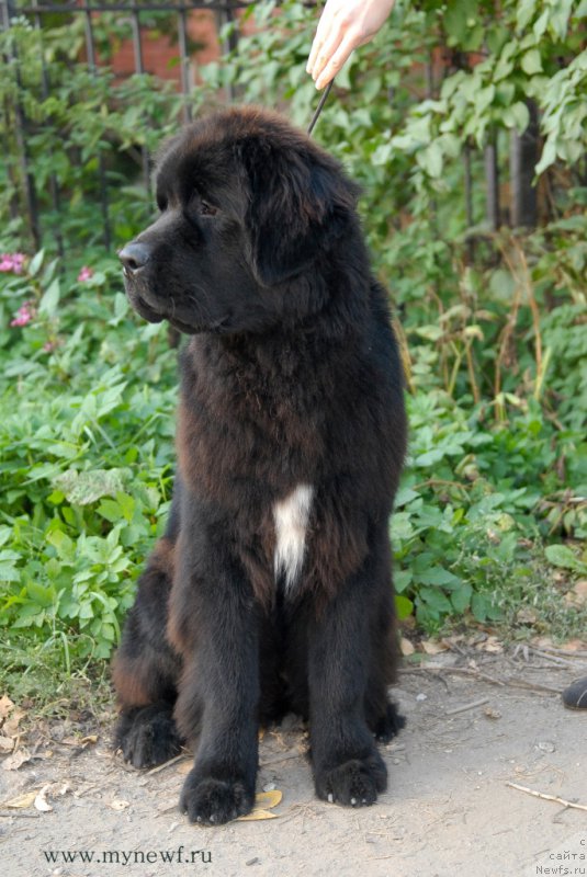 Фотография № 164302