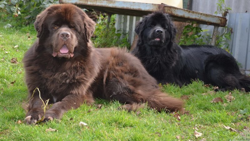 Фото: ньюфаундленд Aquatoriya Kelvin Riverdance (Акватория Келвин Риверданс), ньюфаундленд Talisman Morya Magiya Voln (Талисман Моря Магия Волн)