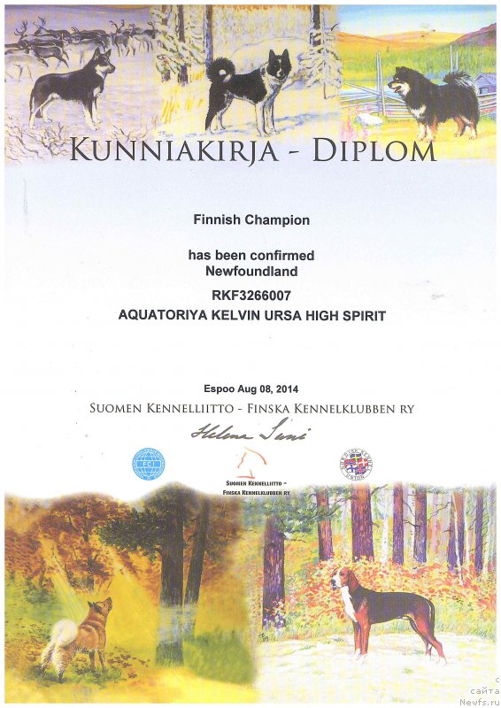 Фото: ньюфаундленд Aquatoria Kelvin Ursa High Spirit (Акватория Келвин Урса Хай Спирит)