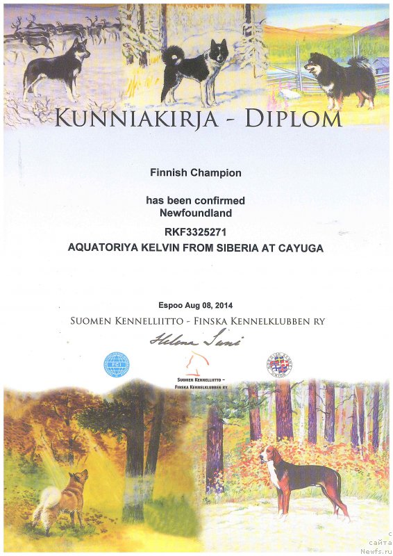 Фото: ньюфаундленд Aquatoriya Kelvin From Siberia at Cayuga (Акватория Келвин Фром Сибириа эт Каюга)