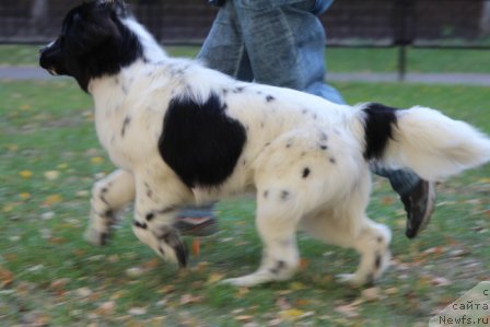 Фото: ньюфаундленд Sent Djons Isida (Сент Джонс Исида)