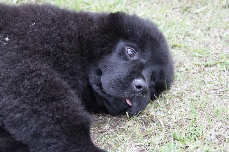 Фото: ньюфаундленд Akvatoriya Kelvin Apple Svit (Акватория Келвин Аппле Свит)