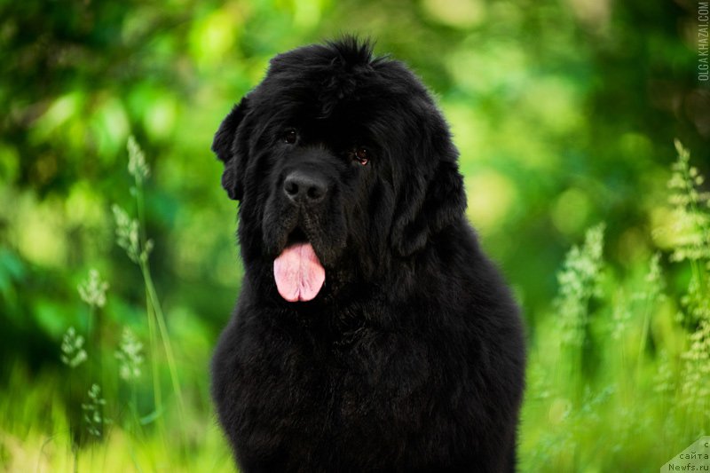 Фотография № 164393