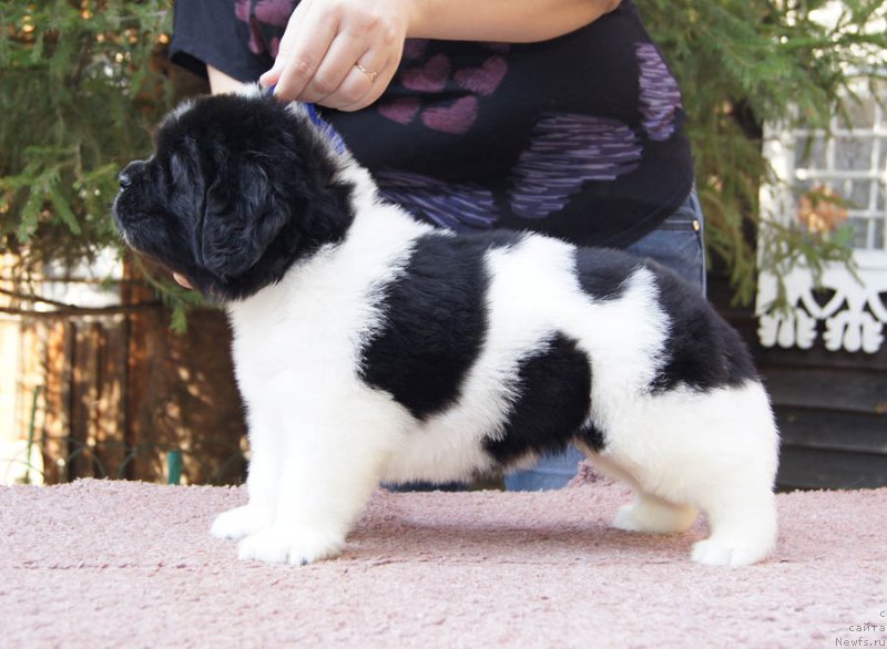 Фото: ньюфаундленд Super Bizon Maestro (Супер Бизон Маэстро)