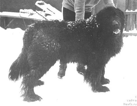 Фото: ньюфаундленд Seylor Sivol'f (Сейлор Сивольф)