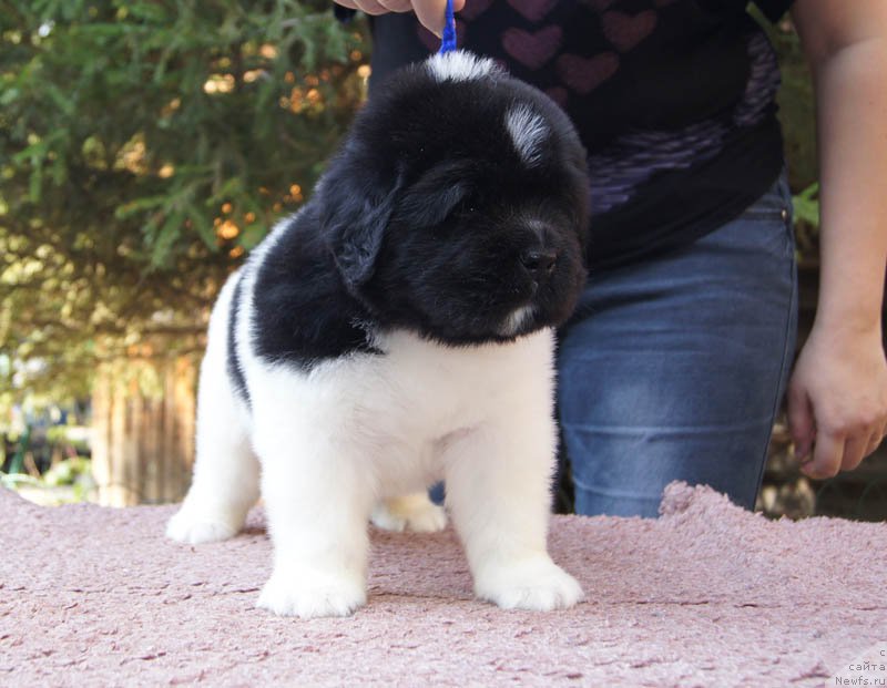 Фото: ньюфаундленд Super Bizon Maestro (Супер Бизон Маэстро)