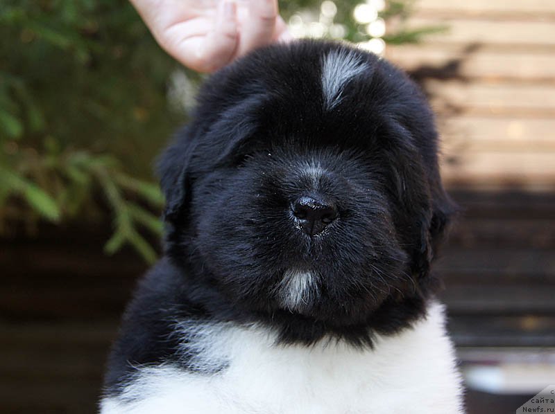 Фото: ньюфаундленд Super Bizon Maestro (Супер Бизон Маэстро)