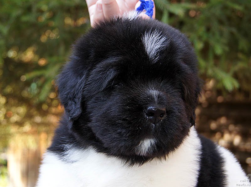 Фото: ньюфаундленд Super Bizon Maestro (Супер Бизон Маэстро)