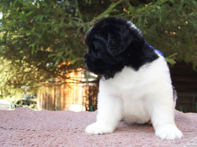 Фото: ньюфаундленд Super Bizon Maestro (Супер Бизон Маэстро)