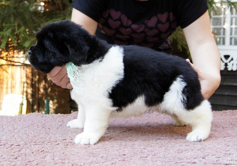 Фото: ньюфаундленд Super Bizon Maybah (Супер Бизон Майбах)