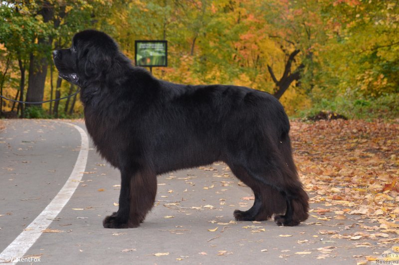 Фото: ньюфаундленд Kiper Soul Layon Hyeert (Кипер Соул Лайон Хэерт)