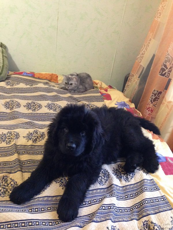 Фотография № 164419