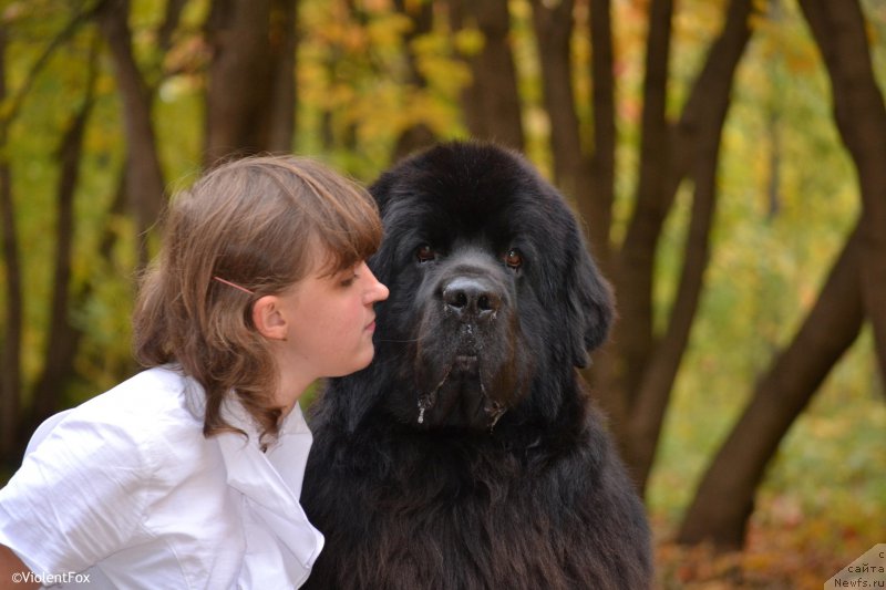 Фото: ньюфаундленд Kiper Soul Layon Hyeert (Кипер Соул Лайон Хэерт), Ol'ga Ivanova (Ольга Иванова)