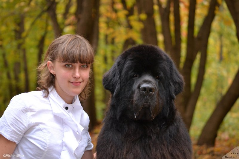 Фото: ньюфаундленд Kiper Soul Layon Hyeert (Кипер Соул Лайон Хэерт), Ol'ga Ivanova (Ольга Иванова)