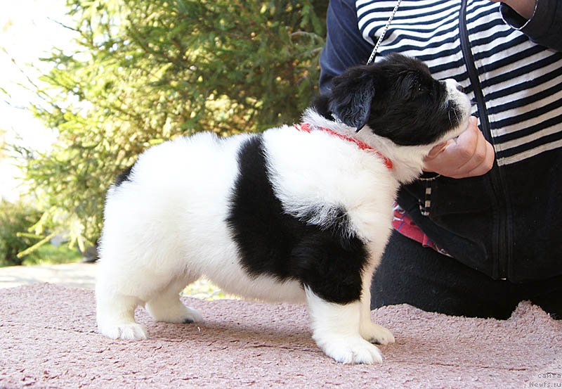 Фото: ньюфаундленд Super Bizon Mursielaga (Супер Бизон Мурсиелага)