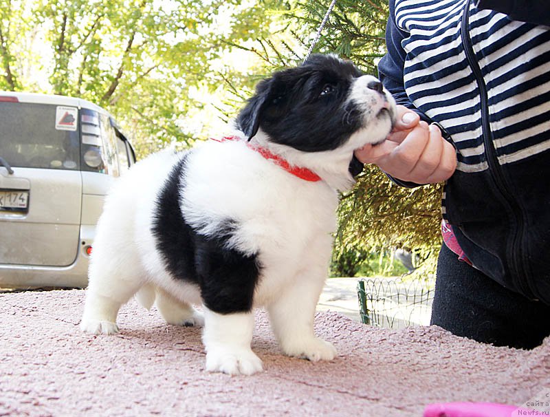 Фото: ньюфаундленд Super Bizon Mursielaga (Супер Бизон Мурсиелага)