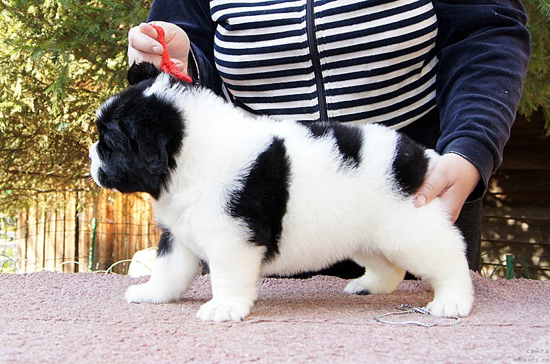 Фото: ньюфаундленд Super Bizon Mursielaga (Супер Бизон Мурсиелага)