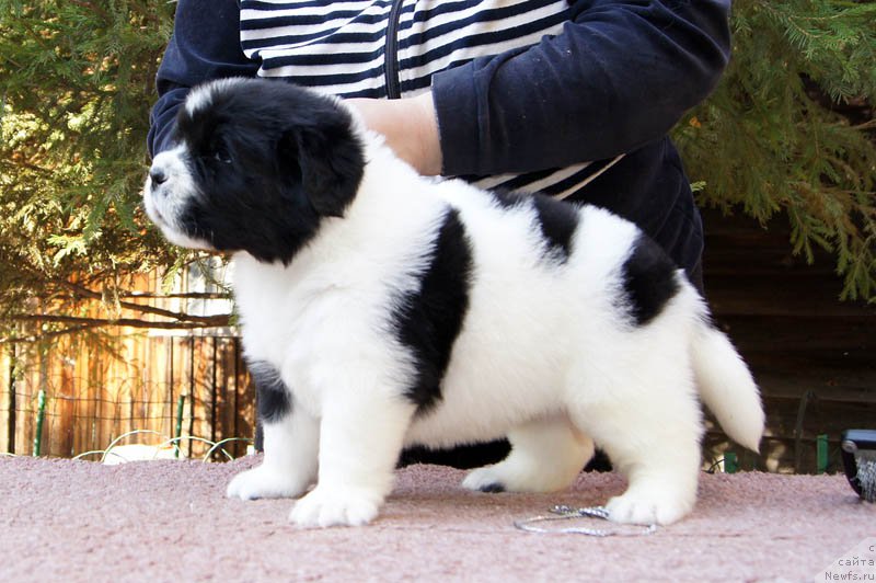 Фото: ньюфаундленд Super Bizon Mursielaga (Супер Бизон Мурсиелага)