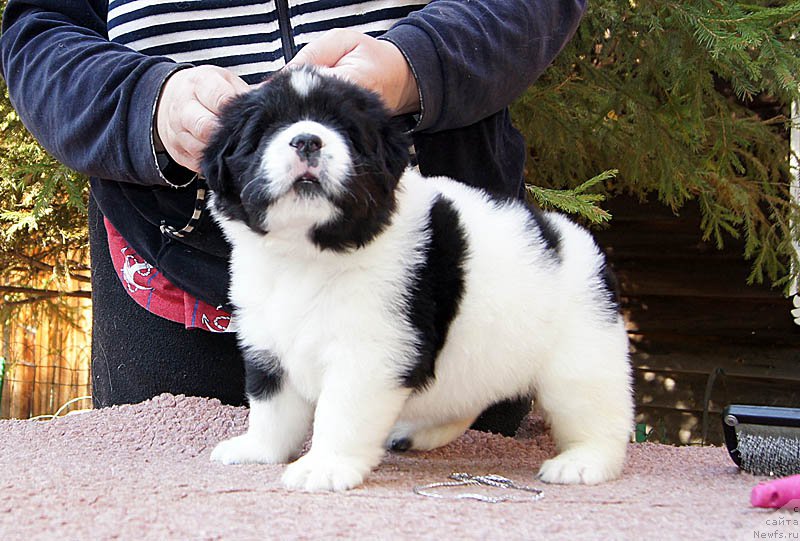 Фото: ньюфаундленд Super Bizon Mursielaga (Супер Бизон Мурсиелага)