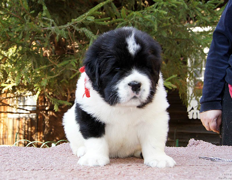 Фото: ньюфаундленд Super Bizon Mursielaga (Супер Бизон Мурсиелага)