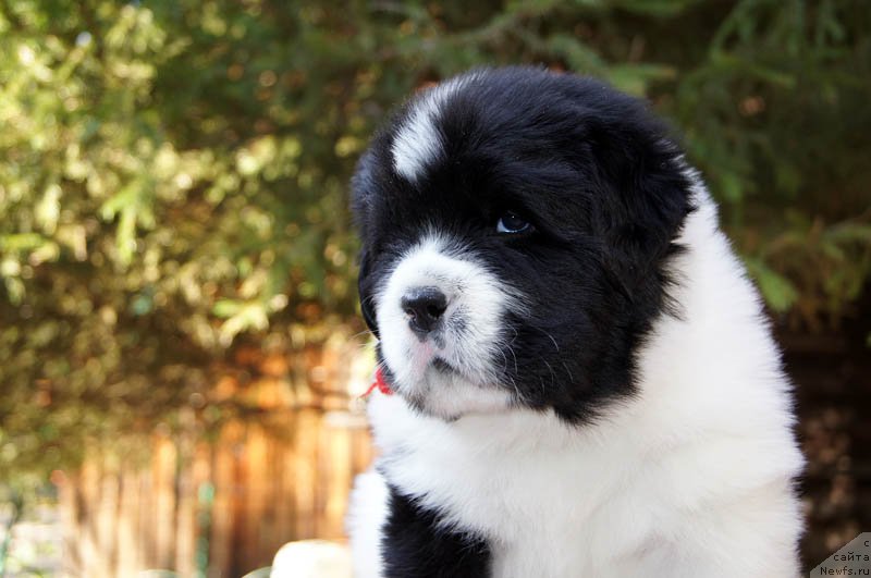 Фото: ньюфаундленд Super Bizon Mursielaga (Супер Бизон Мурсиелага)