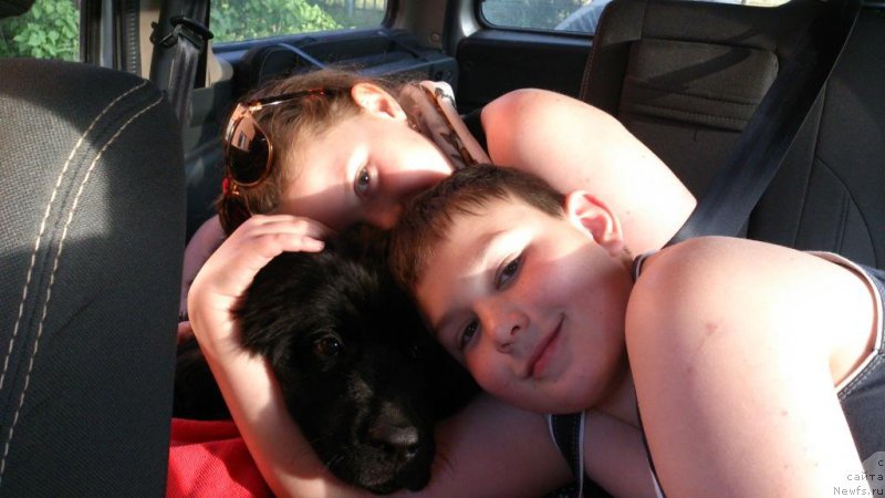 Фото: ньюфаундленд Sent Djons Larel Leolanda (Сент Джонс Ларель Леоланда)