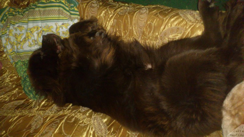 Фото: ньюфаундленд SHardone s Berega Dona (Шардоне с Берега Дона)