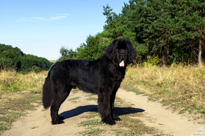 Фото: ньюфаундленд Valeur Absolue Dinastiya Soverchenstva