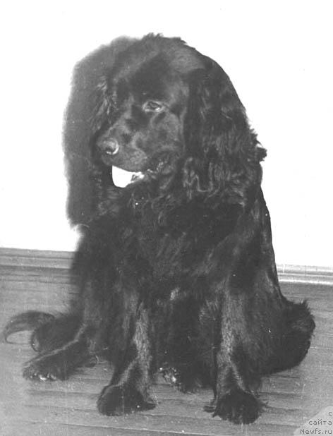 Фото: ньюфаундленд Alisa SHelli (Алиса Шелли)