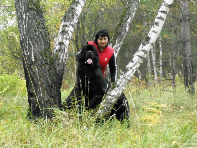 Фото: ньюфаундленд Victory Dance Dinastiya Soverchenstva, Галина Спиридонова