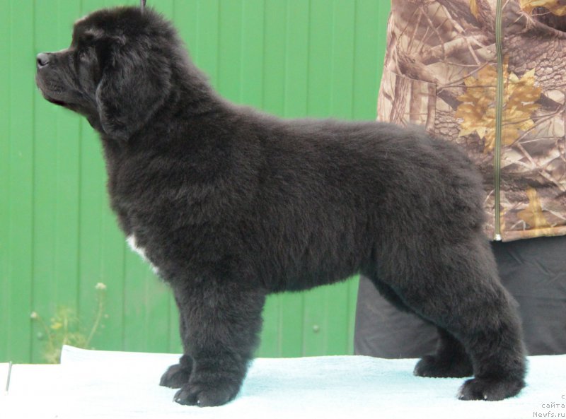 Фото: ньюфаундленд Akvian Song Okeanik Vind (Аквиан Сонг Океаник Винд)