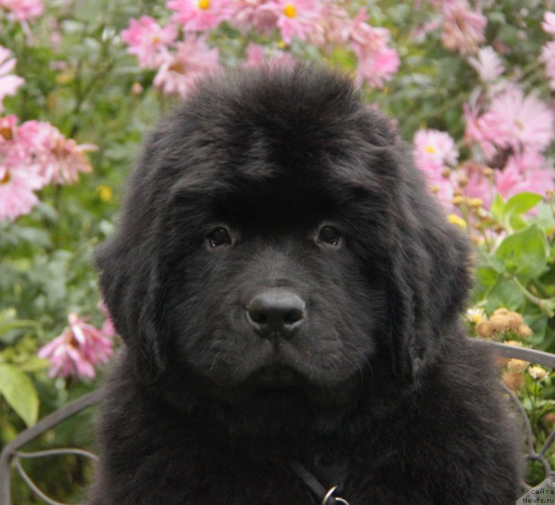 Фото: ньюфаундленд Akvian Song Okeanik Vind (Аквиан Сонг Океаник Винд)