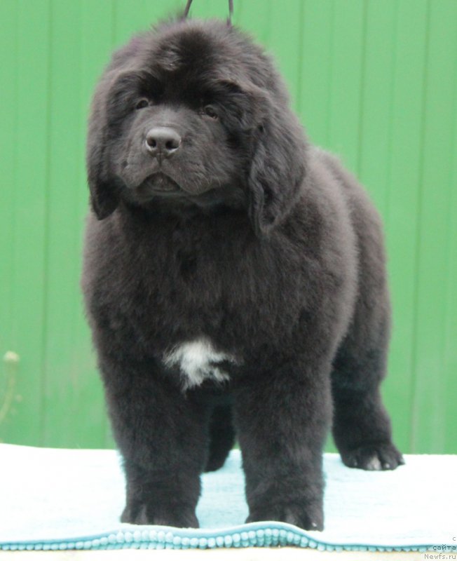 Фото: ньюфаундленд Akvian Song Okeanik Vind (Аквиан Сонг Океаник Винд)