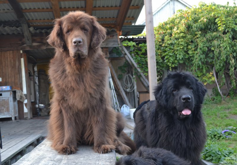 Фото: ньюфаундленд Arkadiya Vivat Arbona (Аркадия Виват Арбона), ньюфаундленд I'm Little Princess Midnight Bear