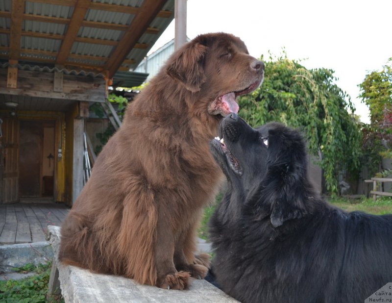 Фото: ньюфаундленд Arkadiya Vivat Arbona (Аркадия Виват Арбона), ньюфаундленд Talisman Morya Mishel' (Талисман Моря Мишель)