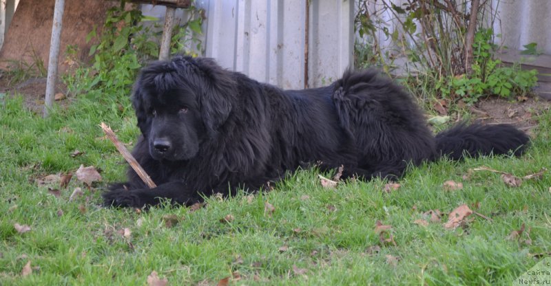 Фото: ньюфаундленд I'm Little Princess Midnight Bear