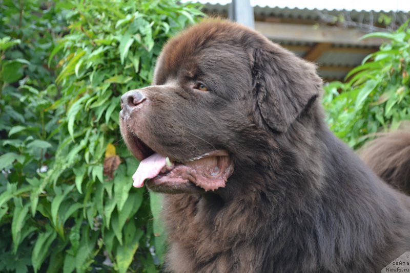 Фото: ньюфаундленд Aquatoriya Kelvin Riverdance (Акватория Келвин Риверданс)