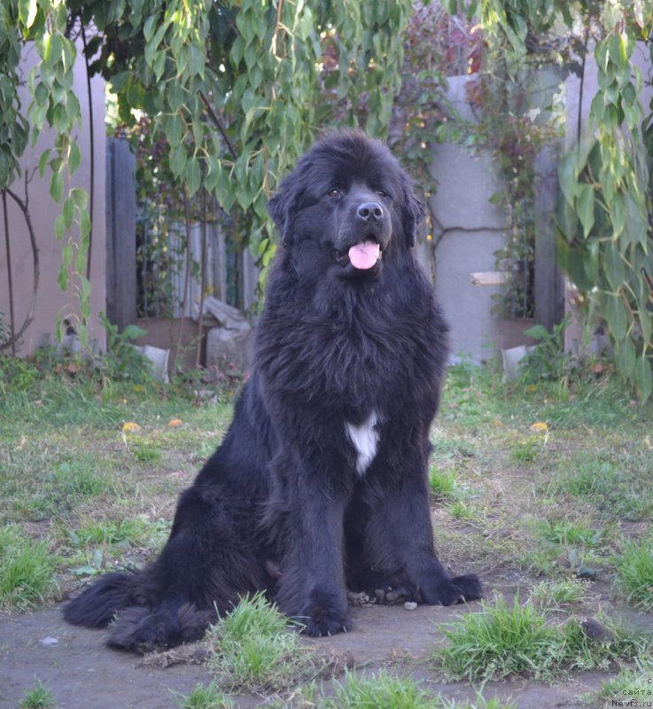 Фото: ньюфаундленд Talisman Morya Mishel' (Талисман Моря Мишель)