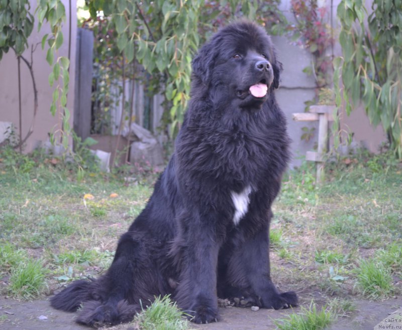 Фото: ньюфаундленд Talisman Morya Mishel' (Талисман Моря Мишель)